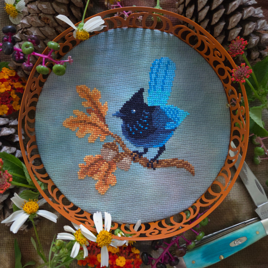 Steller's Jay