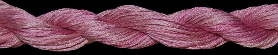 TWX 5 Yard 10810 Williamsburg Rose